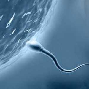 Колко дълго трябва сперматозоид да забременее?