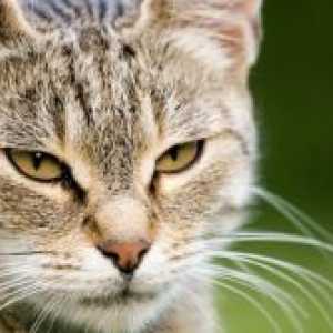 Колко котки има мустаци?