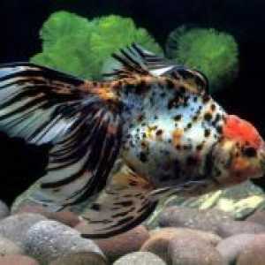 Колко живи аквариумни риби?