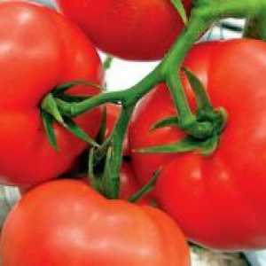 Ранното узряване сортове домати в оранжерии