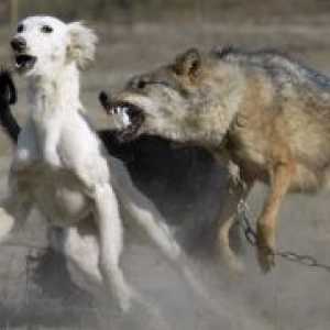 Куче за лов на вълци