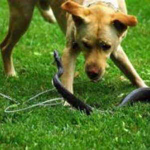 Кучето е бил ухапан от змия - какво да правя?
