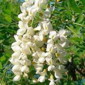 Sophora Japonica - лечебни свойства и противопоказания