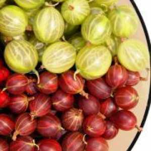 Сортове цариградско грозде, които са устойчиви на брашнеста мана