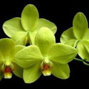 Разновидности на орхидеи