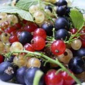 Френско грозде сортове