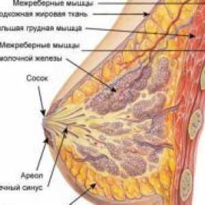 Структурата на гърдата