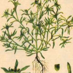 Cottonweed - лечебни свойства и противопоказания