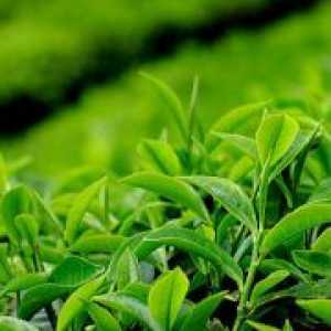 Свойствата на зелен чай
