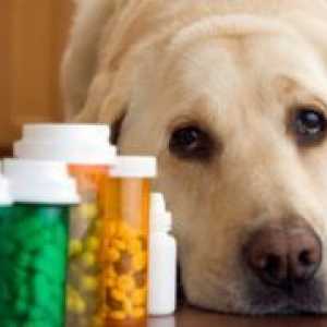 Таблетки от червеи до кучета