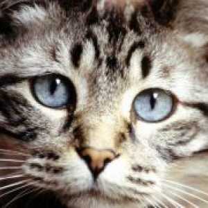 Токсокариазис при котките
