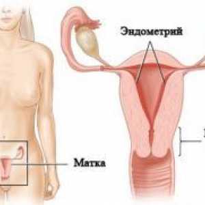 Дебелината на ендометриума по време на бременност