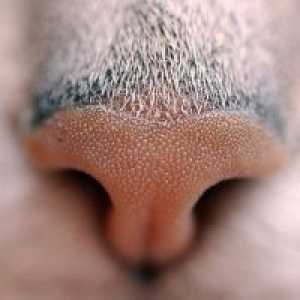 Котешката сух носа: Трябва ли да се притеснявам?