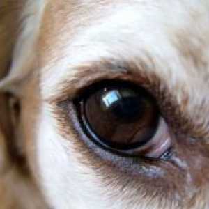 Очите на кучето да тлеят
