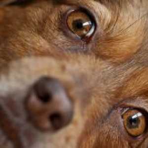 Кучешките сълзене на очите - какво да правя?