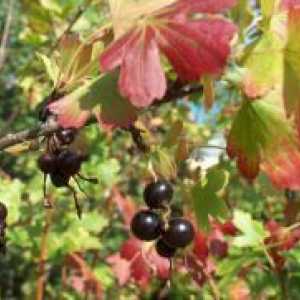 Грижа френско грозде есента