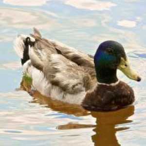 Duck мазнини - ползите и вреди