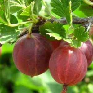 Конфитюр цариградско грозде - ползи и вреди