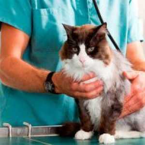 Вирусни перитонит котки