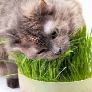 Витамини за котки от косопад
