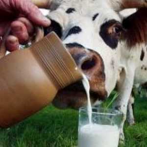 Световен ден на мляко