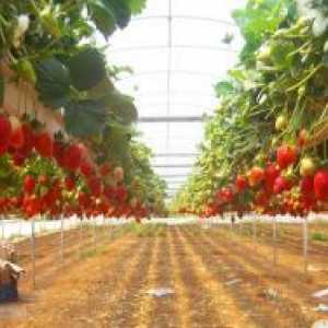 Отглеждането на ягоди в съответствие с холандска технология