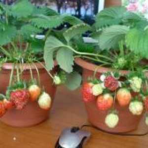 Отглеждане на ягоди в дома