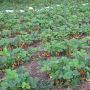 Отглеждане на ягоди в открито поле