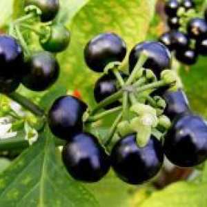 Отглеждане от семена Sunberry