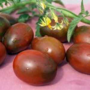 Високодобивни сортове домати в оранжерии