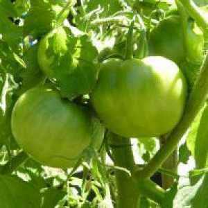 Зелени домати - ползи и вреди