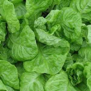 Зелена салата - полезни свойства