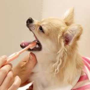 Паста за зъби за кучета